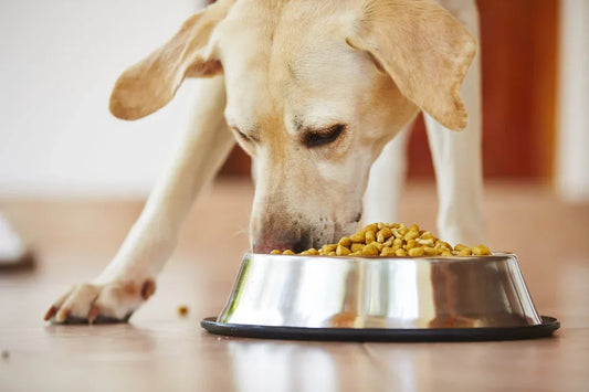 Mon chien mange trop vite : 5 dangers à connaître et 3 solutions efficaces