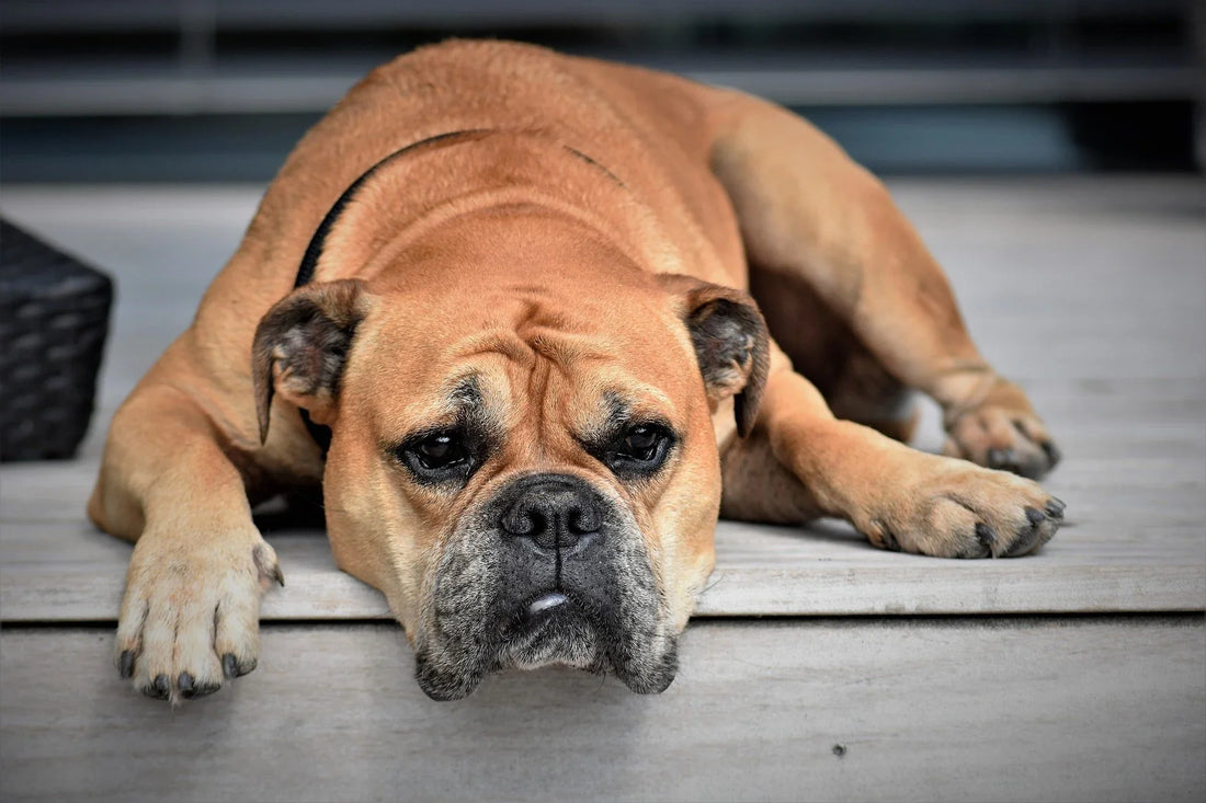 Mon chien s'ennuie : 7 signes qui ne trompent pas (et comment y remédier)